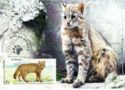 Amur cat