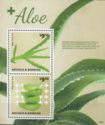 Aloe (2)