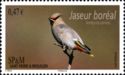 Bohemian Waxwing (Bombycilla garrulus)