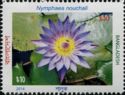 Nymphaea nouchali