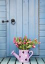Tulips on the porch
