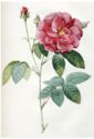 Rosa gallica officinalis