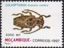 Longhorn Beetle (Enaretta conifera)