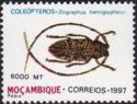 Longhorn Beetle (Zographus hieroglyphicus)