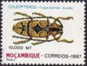 Longhorn Beetle (Tragocephala ducalis)