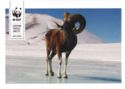 WWF. Mountain Sheep