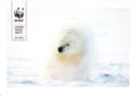 WWF. Polar bear
