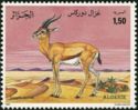 Dorcas Gazelle (Gazella dorcas)