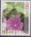 Mallow (Malva sylvestris)
