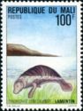 African Manatee (Trichechus manatus senegalensis)