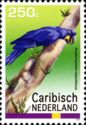 Hyacinth Macaw (Anodorhynchus hyacinthinus)