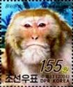 Rhesus Macaque (Macaca mulatta)