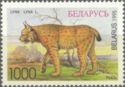 Eurasian Lynx (Lynx lynx)