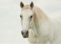 White horse