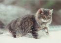 Kitten in the snow