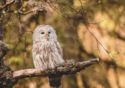 Ural owl