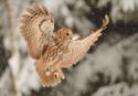 Tawny owl landing