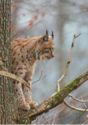Lynx on the tree