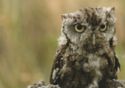 Western screech owl