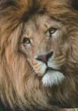 Portrait of the lion