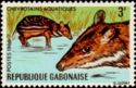Water Chevrotain (Hyemoschus aquaticus)