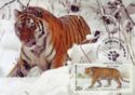 Amur Tiger (Panthera tigris altaica)