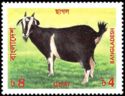 Domestic Goat (Capra hircus)