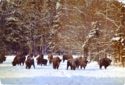 European Bison (Bison bonasus)