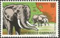 African Bush Elephant (Loxodonta africana)