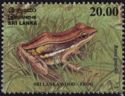 Sri Lanka Wood Frog (Rana gracilis)