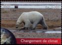 Polar Bear (Ursus maritimus)