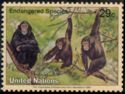 Chimpanzee (Pan troglodytes)