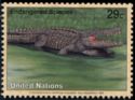 American Crocodile (Crocodylus acutus)