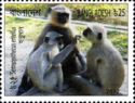 Northern Plains Grey Langur (Semnopithecus entellus)