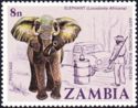 African Elephant (Loxodonta africana)