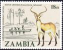 Kafue Lechwe (Kobus leche kafuensis)