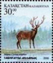 Red Deer (Cervus elaphus)