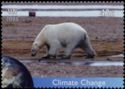Polar Bear (Ursus maritimus)