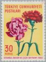 Carnations (Dianthus caryophyllus)