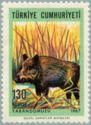 Wild Boar (Sus scrofa)