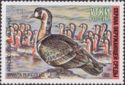 Branta ruficollis or Red-throated Goose
