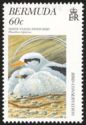 White-tailed Tropicbird (Phaethon lepturus)
