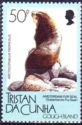 Amsterdam Island Fur Seal (Arctocephalus tropicalis)