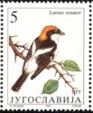 Woodchat Shrike (Lanius senator)