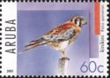 American Kestrel (Falco sparverius)