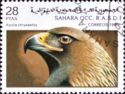 Golden Eagle (Aquila chrysaetos)