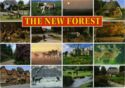 2-57-01-19 The New Forest