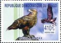 Tawny Eagle (Aquila rapax)