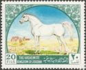 Arabian Horse (Equus ferus caballus)