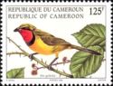 Four-colored Bushshrike (Telophorus viridis)